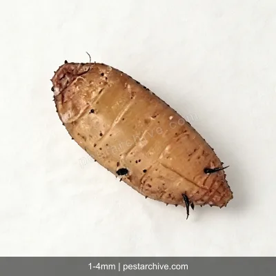 Phorid Flies (Scuttle flies, Humpback flies, Coffin flies) | pestarchive.com