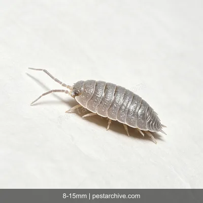 Pillbugs (Rollie pollies, Roly-polies, Woodlice, Sowbugs) | pestarchive.com