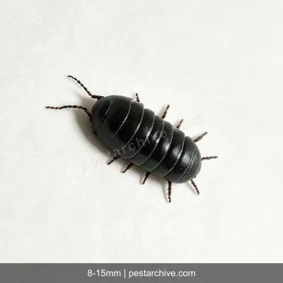 Pillbugs (Rollie pollies, Roly-polies, Woodlice, Sowbugs) | pestarchive.com