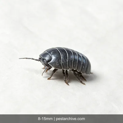 Pillbugs (Rollie pollies, Roly-polies, Woodlice, Sowbugs) | pestarchive.com