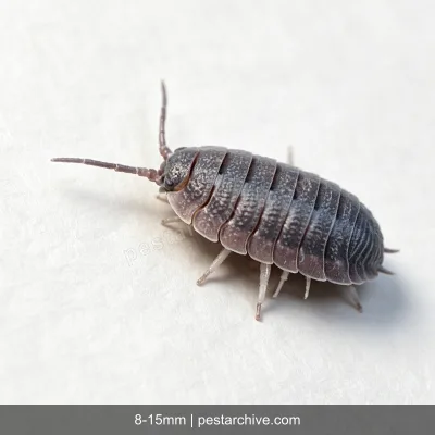 Pillbugs (Rollie pollies, Roly-polies, Woodlice, Sowbugs) | pestarchive.com