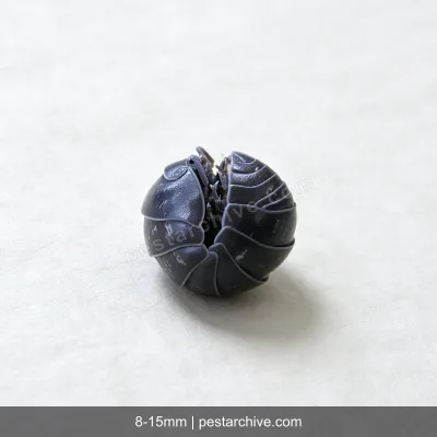 Pillbugs (Rollie pollies, Roly-polies, Woodlice, Sowbugs) | pestarchive.com