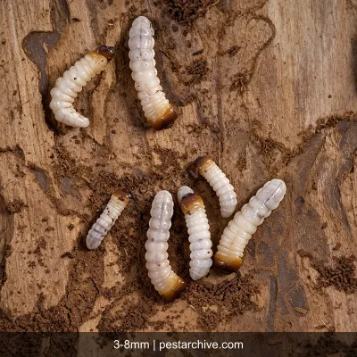 Powderpost Beetles (Lyctid beetles, True powderpost beetles) | pestarchive.com
