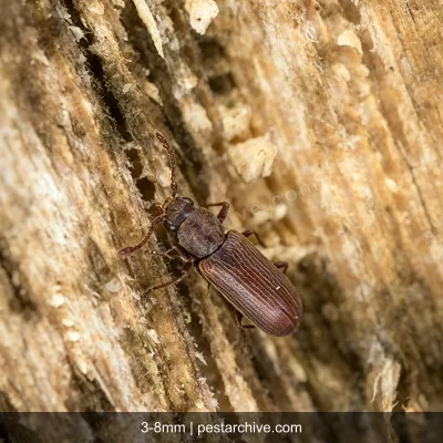 Powderpost Beetles (Lyctid beetles, True powderpost beetles) | pestarchive.com