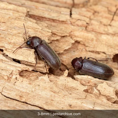 Powderpost Beetles (Lyctid beetles, True powderpost beetles) | pestarchive.com