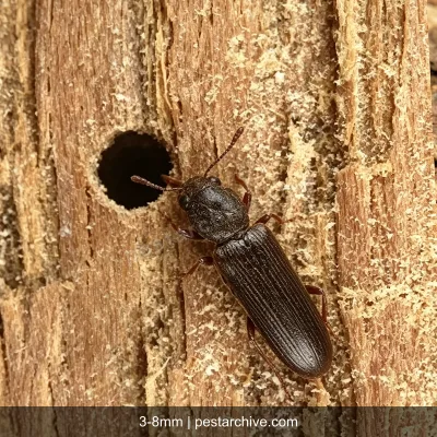 Powderpost Beetles (Lyctid beetles, True powderpost beetles) | pestarchive.com