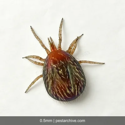 Rat Mites (Tropical rat mite, Bird mite, Chicken mite) | pestarchive.com