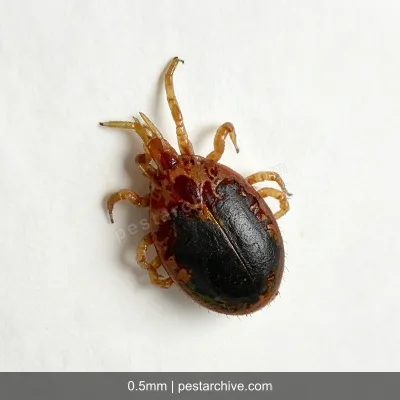 Rat Mites (Tropical rat mite, Bird mite, Chicken mite) | pestarchive.com