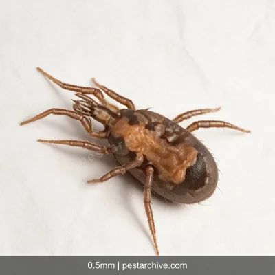 Rat Mites (Tropical rat mite, Bird mite, Chicken mite) | pestarchive.com