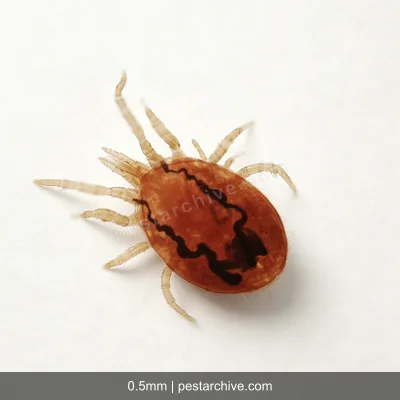 Rat Mites (Tropical rat mite, Bird mite, Chicken mite) | pestarchive.com