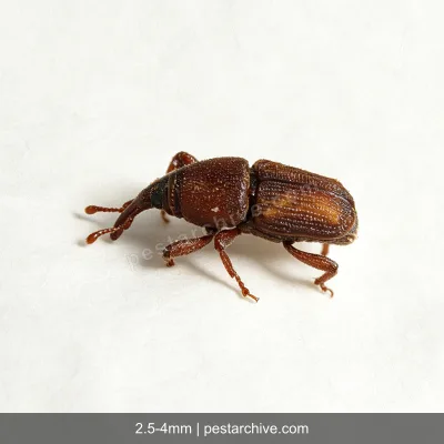 Rice Weevils (Snout weevil, Grain weevil, Maize weevil) | pestarchive.com
