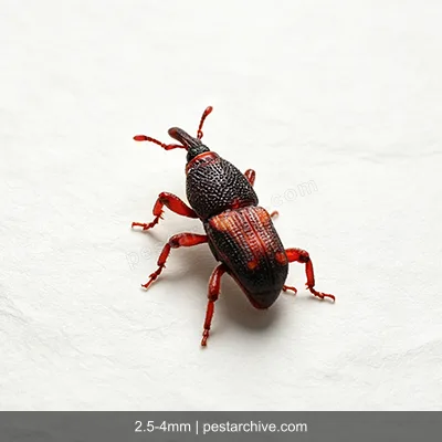 Rice Weevils (Snout weevil, Grain weevil, Maize weevil) | pestarchive.com