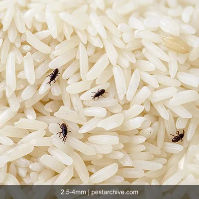 Rice Weevils (Snout weevil, Grain weevil, Maize weevil) | pestarchive.com