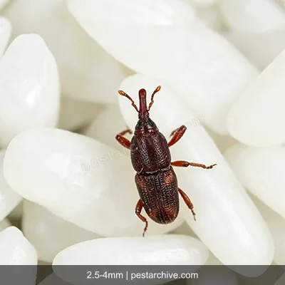 Rice Weevils (Snout weevil, Grain weevil, Maize weevil) | pestarchive.com