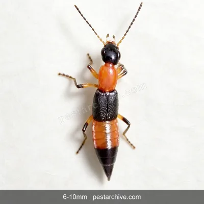 Rove Beetles (Whiplash beetle, Tomcat, Antlike beetle) | pestarchive.com