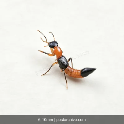 Rove Beetles (Whiplash beetle, Tomcat, Antlike beetle) | pestarchive.com