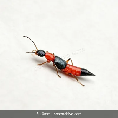 Rove Beetles (Whiplash beetle, Tomcat, Antlike beetle) | pestarchive.com