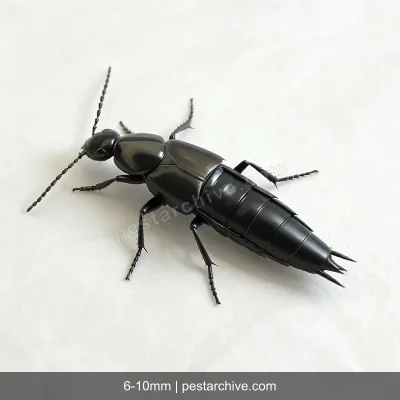 Rove Beetles (Whiplash beetle, Tomcat, Antlike beetle) | pestarchive.com