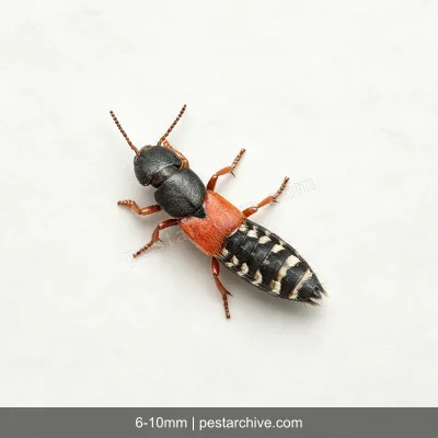 Rove Beetles (Whiplash beetle, Tomcat, Antlike beetle) | pestarchive.com
