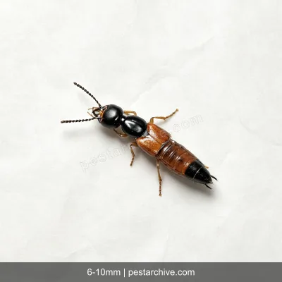 Rove Beetles (Whiplash beetle, Tomcat, Antlike beetle) | pestarchive.com