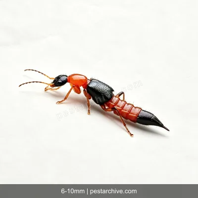 Rove Beetles (Whiplash beetle, Tomcat, Antlike beetle) | pestarchive.com