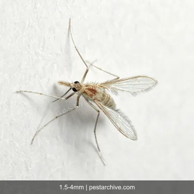 Sand Flies (Sand gnat, Leishmaniasis vector, Owl midge) | pestarchive.com
