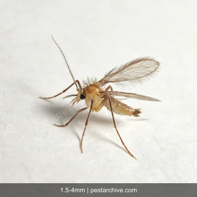 Sand Flies (Sand gnat, Leishmaniasis vector, Owl midge) | pestarchive.com