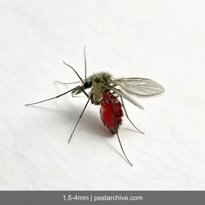Sand Flies (Sand gnat, Leishmaniasis vector, Owl midge) | pestarchive.com