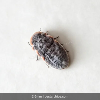 Scale Insects (Mealybugs, Soft scales, Giant mealybug) | pestarchive.com