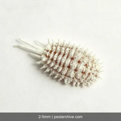 Scale Insects (Mealybugs, Soft scales, Giant mealybug) | pestarchive.com