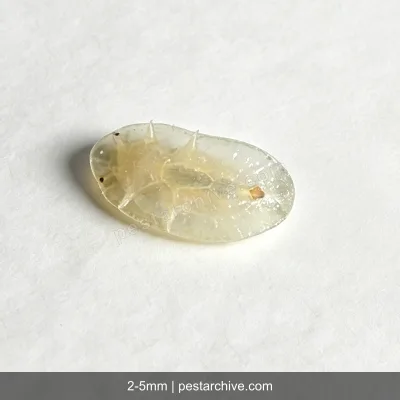 Scale Insects (Mealybugs, Soft scales, Giant mealybug) | pestarchive.com