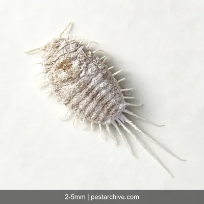 Scale Insects (Mealybugs, Soft scales, Giant mealybug) | pestarchive.com