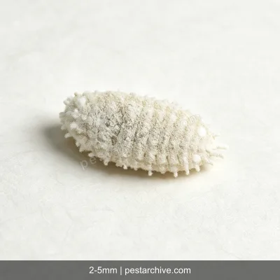 Scale Insects (Mealybugs, Soft scales, Giant mealybug) | pestarchive.com
