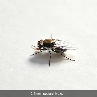 Shore Flies (Brine flies, Water flies) | pestarchive.com