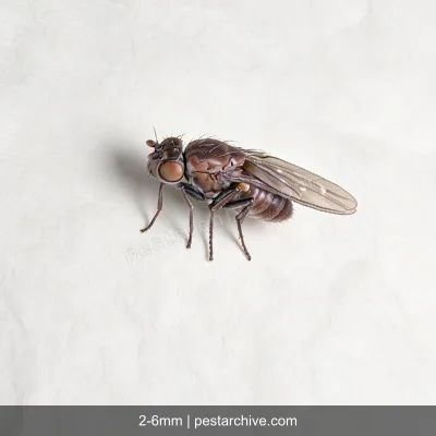 Shore Flies (Brine flies, Water flies) | pestarchive.com
