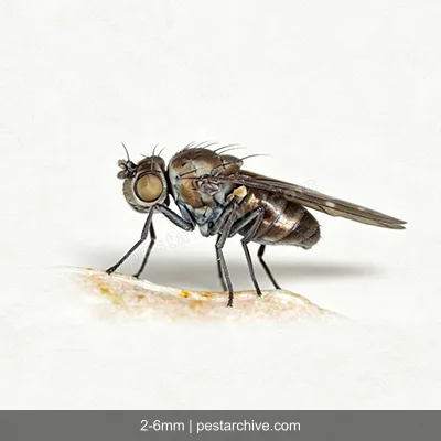 Shore Flies (Brine flies, Water flies) | pestarchive.com