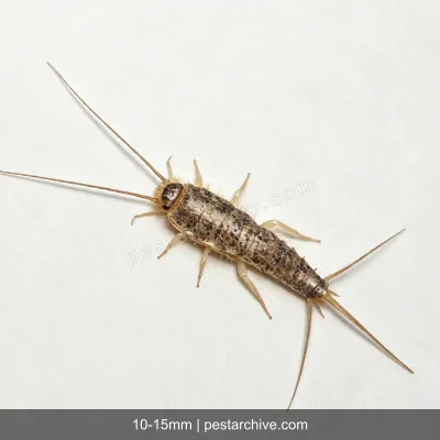 Silverfish (Fish moth, Bristletail, Carpet shark) | pestarchive.com
