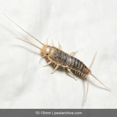 Silverfish (Fish moth, Bristletail, Carpet shark) | pestarchive.com