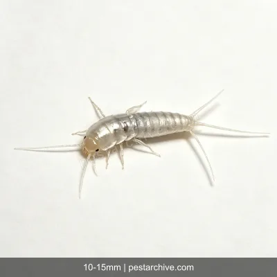 Silverfish (Fish moth, Bristletail, Carpet shark) | pestarchive.com