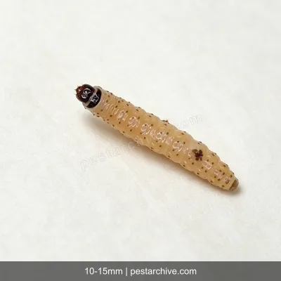 Silverfish (Fish moth, Bristletail, Carpet shark) | pestarchive.com