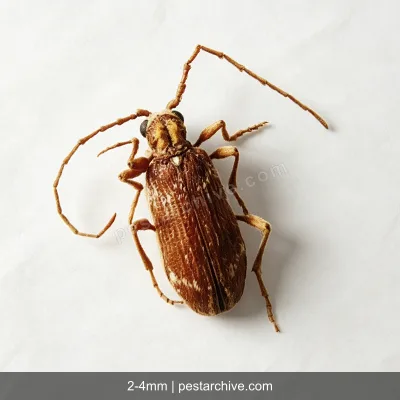 Spider Beetles (Hump beetle, Shiny spider beetle) | pestarchive.com