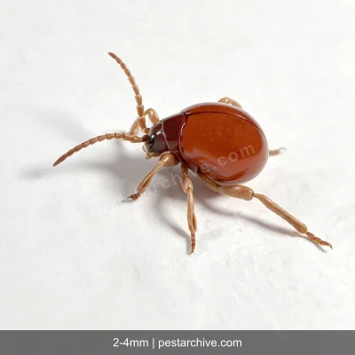 Spider Beetles (Hump beetle, Shiny spider beetle) | pestarchive.com