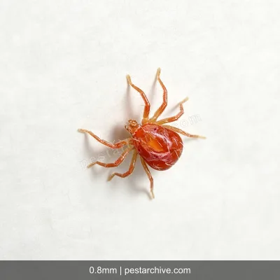 Spider Mites (Red spider mite, Bryobia mite, Clover mite) | pestarchive.com