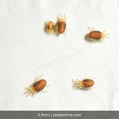 Spider Mites (Red spider mite, Bryobia mite, Clover mite) | pestarchive.com