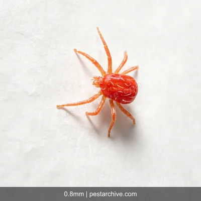 Spider Mites (Red spider mite, Bryobia mite, Clover mite) | pestarchive.com