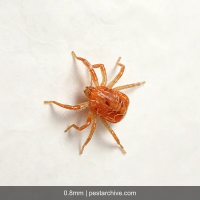 Spider Mites (Red spider mite, Bryobia mite, Clover mite) | pestarchive.com