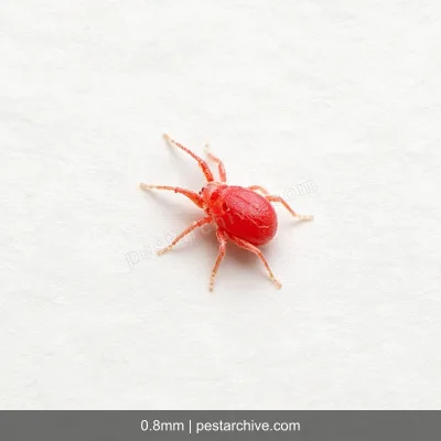 Spider Mites (Red spider mite, Bryobia mite, Clover mite) | pestarchive.com