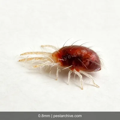 Spider Mites (Red spider mite, Bryobia mite, Clover mite) | pestarchive.com
