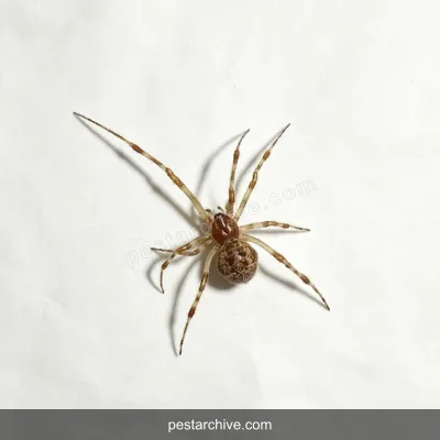 Spiders (Common house spider, Daddy long-legs, Giant house spider, Jumping spider) | pestarchive.com
