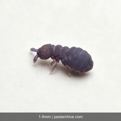 Springtails (Snow fleas, Spring bugs) | pestarchive.com